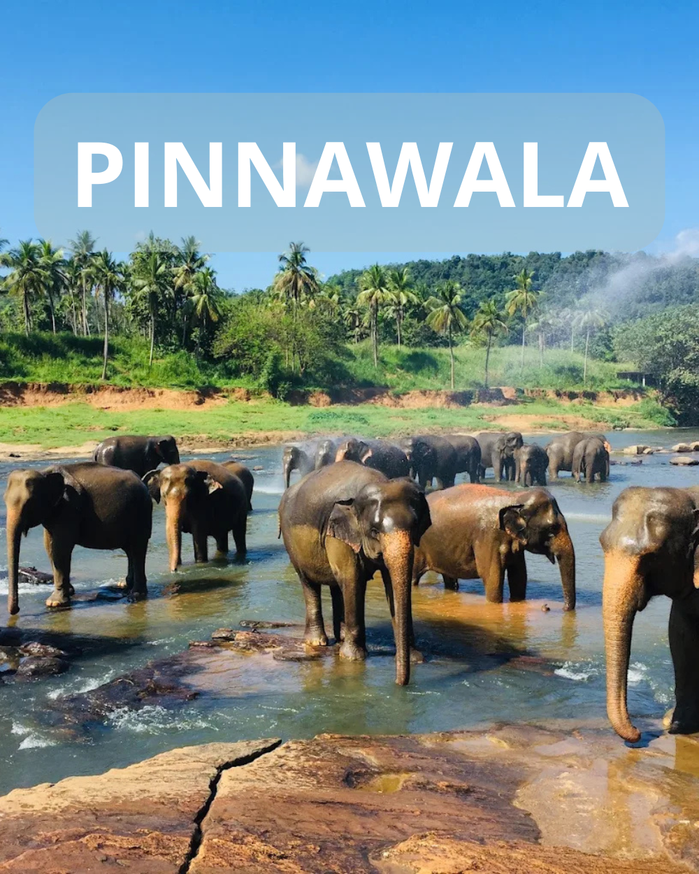 Pinnawala Elephant Orphanage
